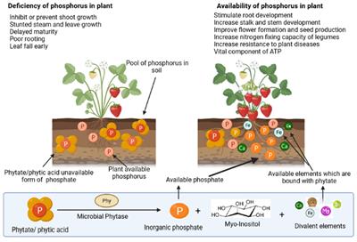 Insight into phytase-producing microorganisms for phytate solubilization and soil sustainability